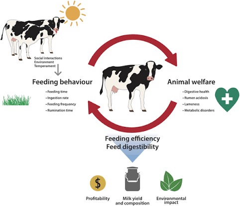 BALANCING ANIMAL FEEDING WITH CUSTOMER EXPECTATIONS